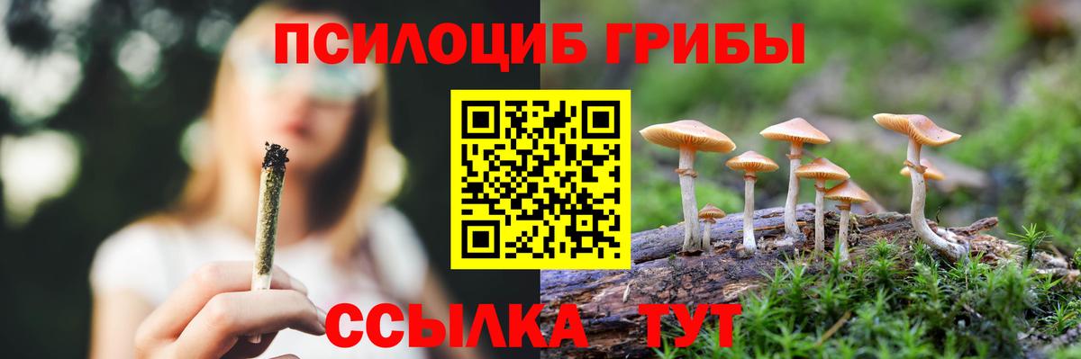Псилоцибиновые грибы Psilocybe  Новокузнецк 